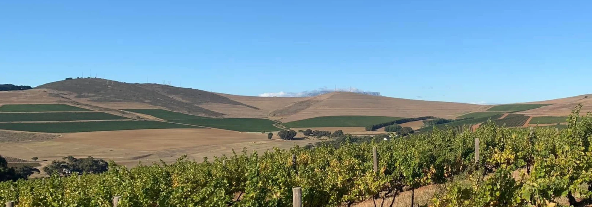 Vineyards in Stellenbosch, South Africa, with rolling hills and farmland